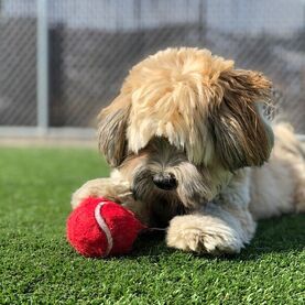 Dog daycare and boarding / overnight stays in Vernon, BC
