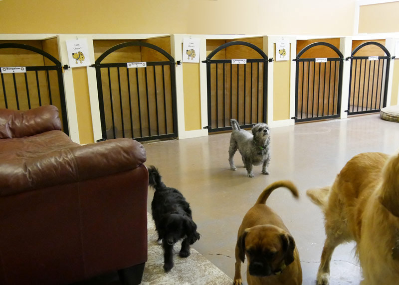 Overnight suits / dog kennels for small dogs vernon okanagan